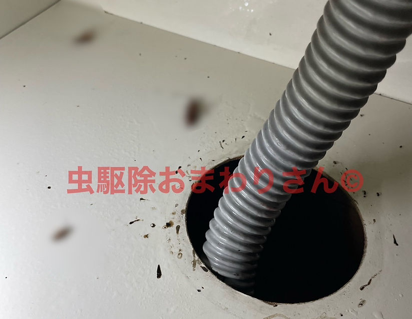 台所下のお荷物を移動すると個体と糞が確認できた例