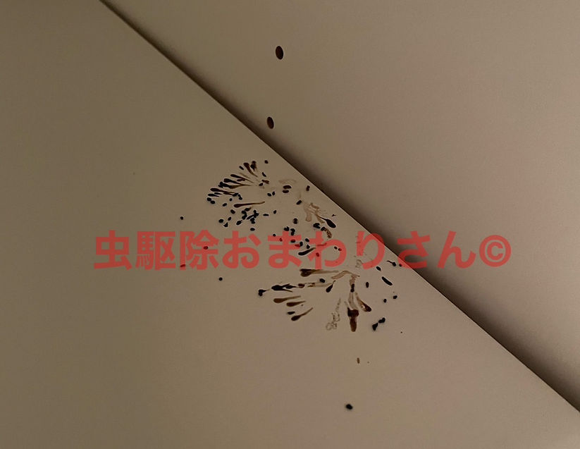 クローゼットの収納内に
糞跡が確認できた例