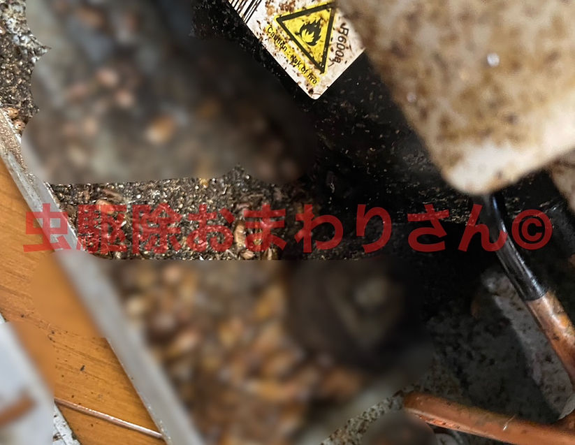 冷蔵庫のモーター部にて大繁殖していた例